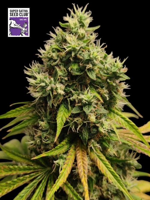 Johnny's Fruity One. Week 18