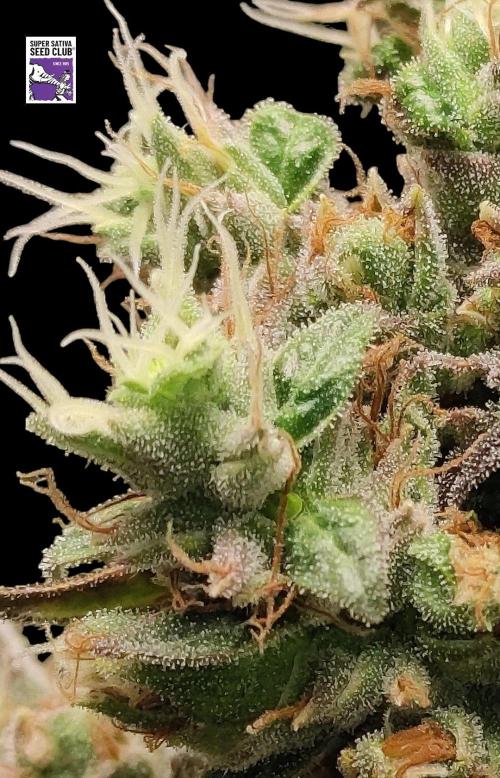 Johnny's Fruity One. Week 18