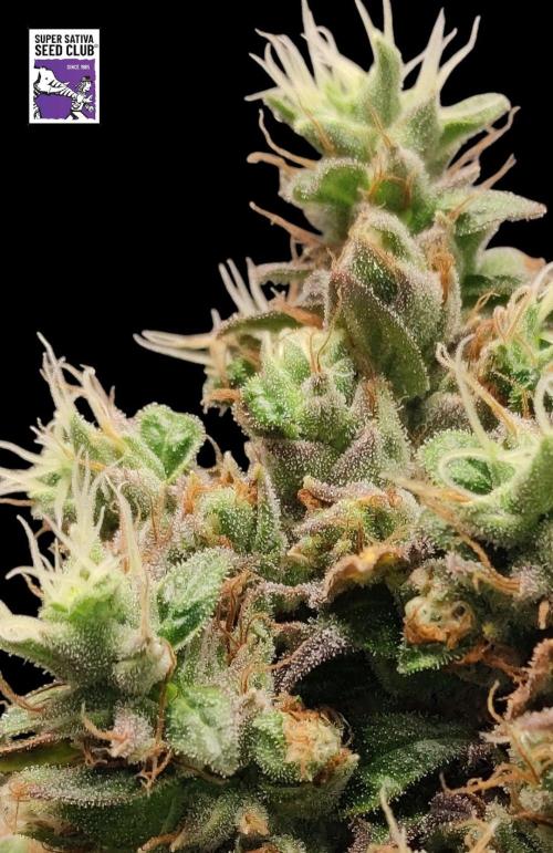 Johnny's Fruity One. Week 18