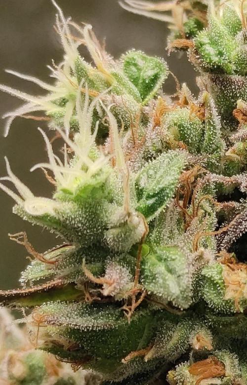 Johnny's Fruity One. Week 18