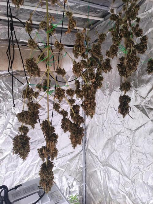 Johnny's Fruity One. Week 18