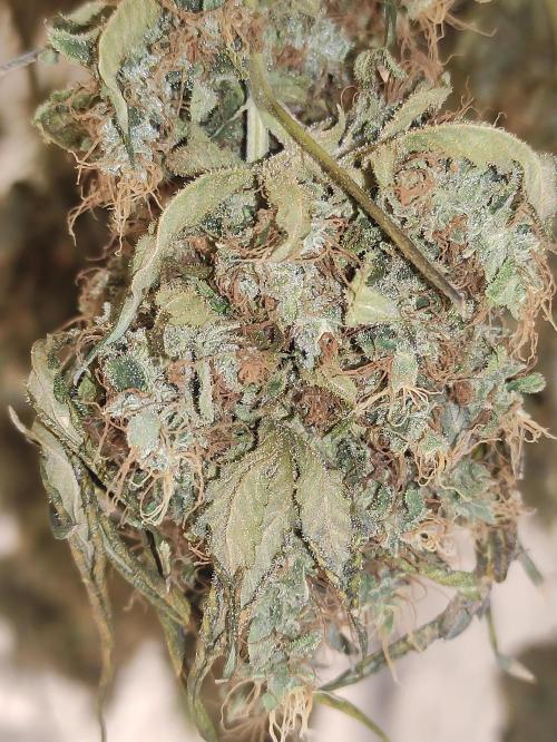 Johnny's Fruity One. Week 18