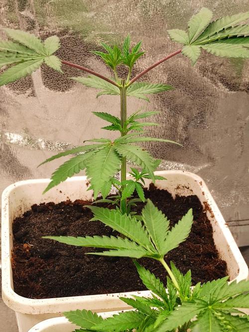 Red tropicana cookies. Week 4