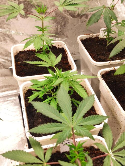 Red tropicana cookies. Week 4