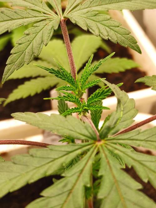 Red tropicana cookies. Week 4