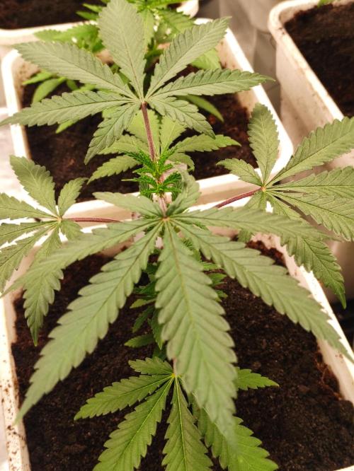 Red tropicana cookies. Week 4