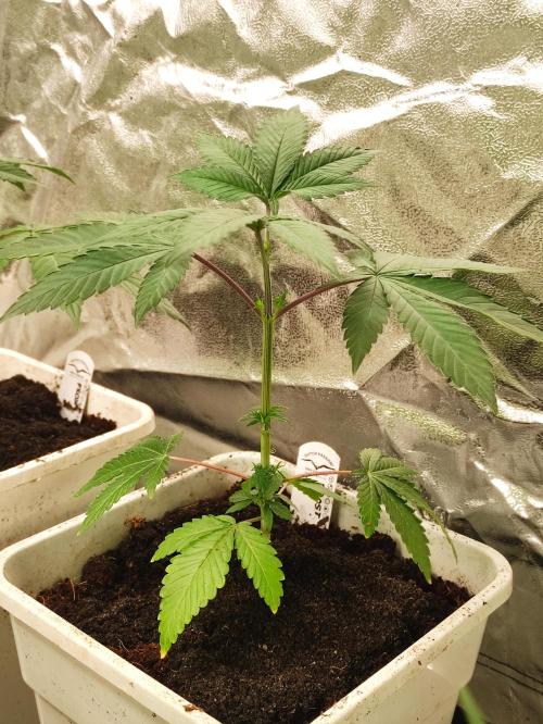 Frozen Biscotti. Week 4