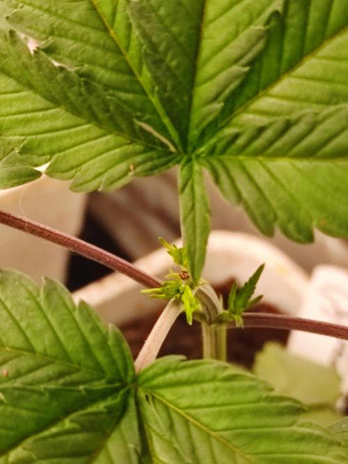 Frozen Biscotti. Week 4