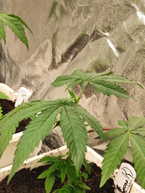 Frozen Biscotti. Week 4