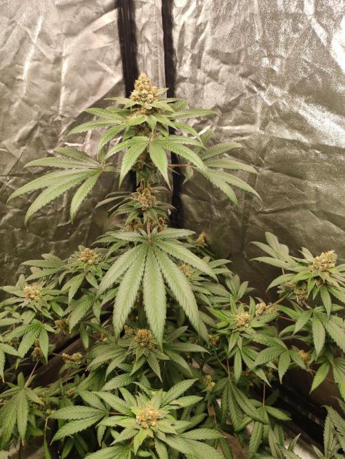 Orange bud 2.0. Week 12