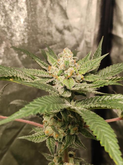 Orange bud 2.0. Week 12