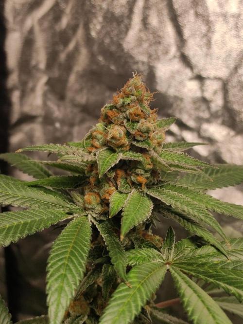 Orange bud 2.0. Week 12