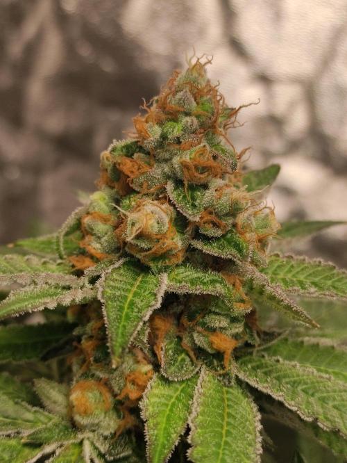 Orange bud 2.0. Week 12