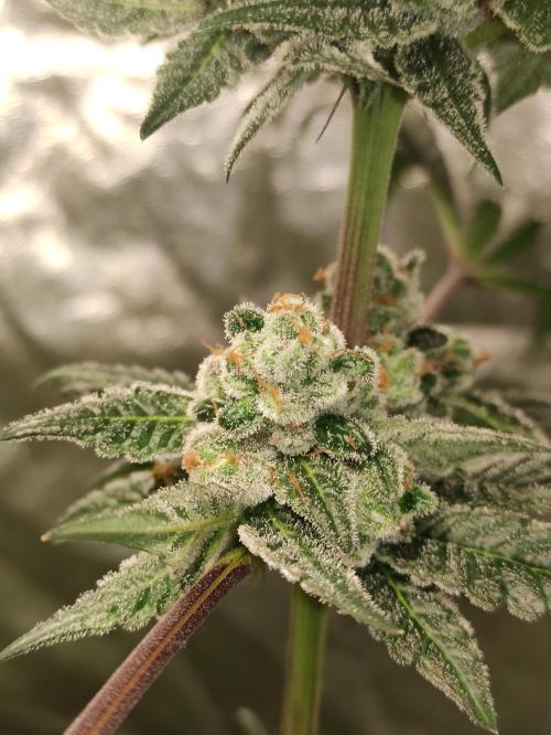 Orange bud 2.0. Week 12