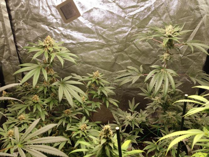 Orange bud 2.0. Week 12