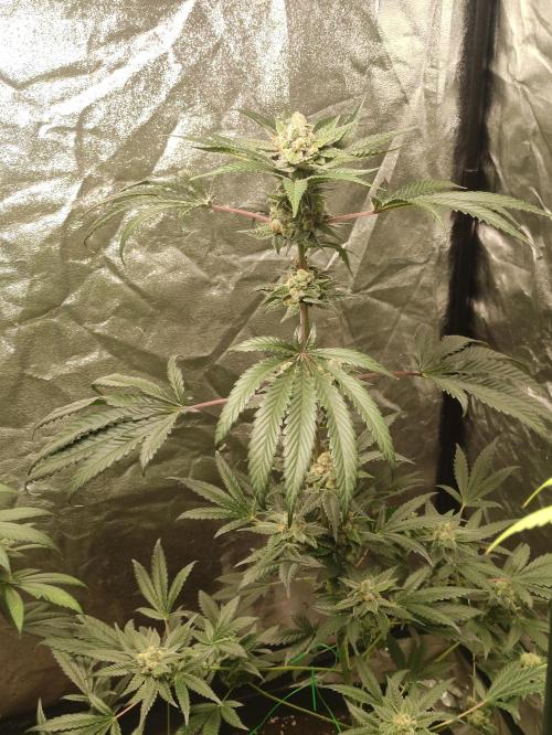 Orange bud 2.0. Week 12