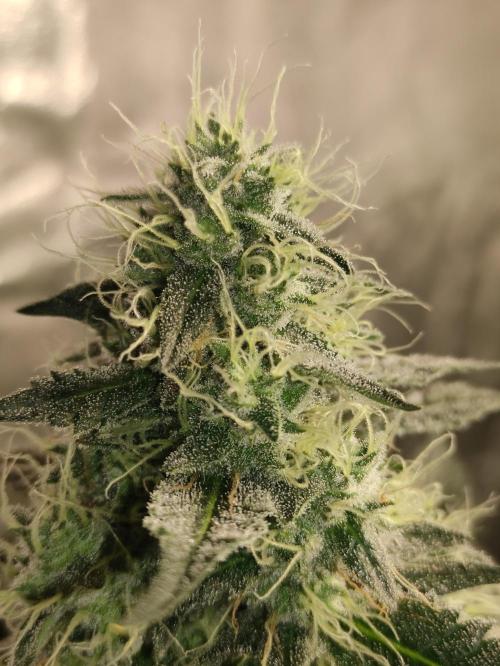 Banana Fumeeeez. Week 12