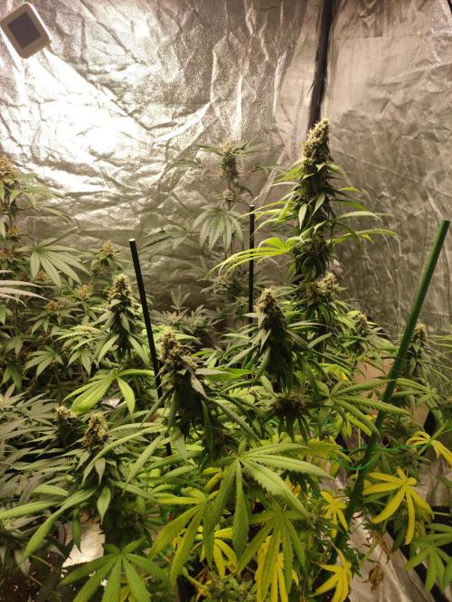 Banana Fumeeeez. Week 12