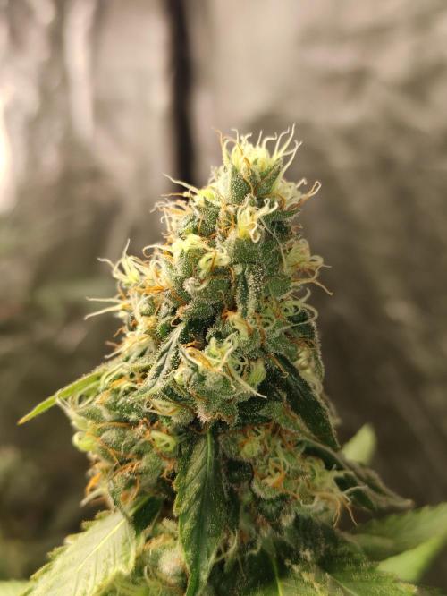 Banana Fumeeeez. Week 12