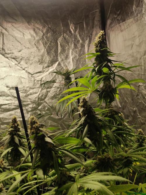 Banana Fumeeeez. Week 12