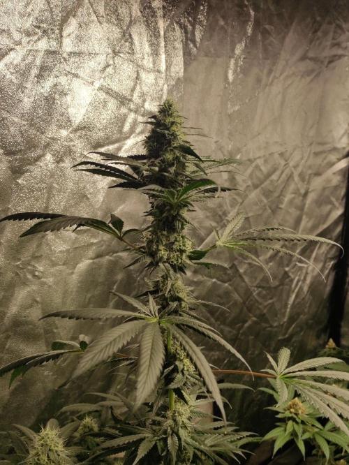 Banana Fumeeeez. Week 12