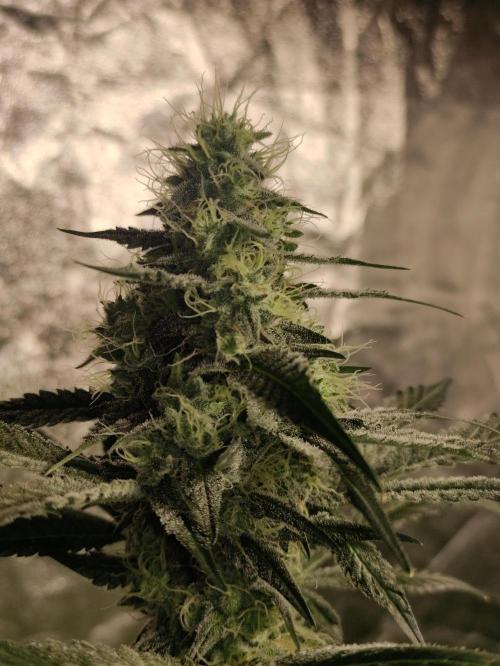 Banana Fumeeeez. Week 12