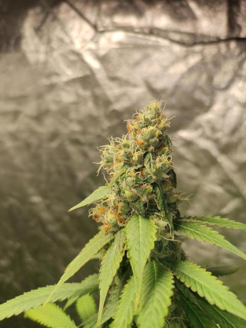 Banana Fumeeeez. Week 12