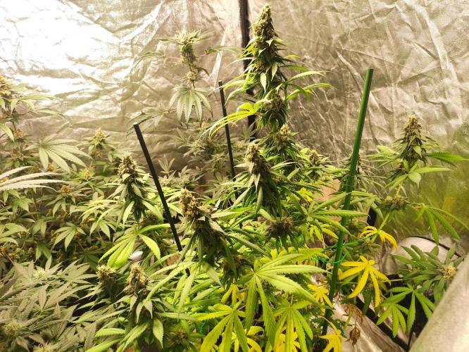 Banana Fumeeeez. Week 12