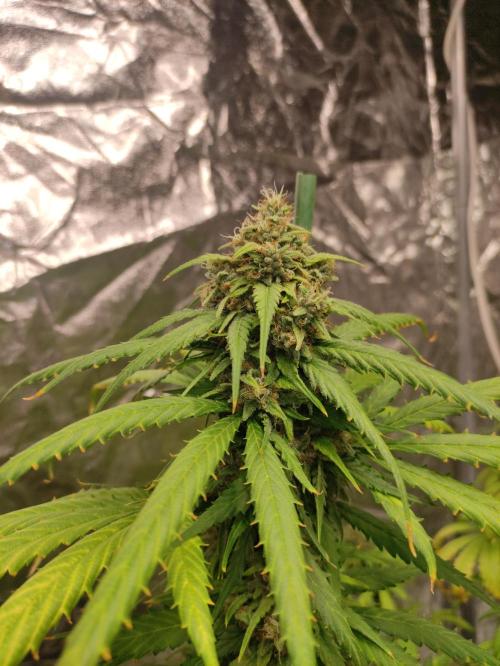 Delicious Cookies Auto. Week 9