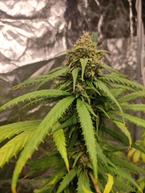 Delicious Cookies Auto. Week 9