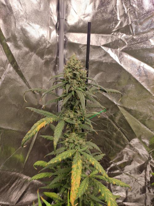 Delicious Cookies Auto. Week 9