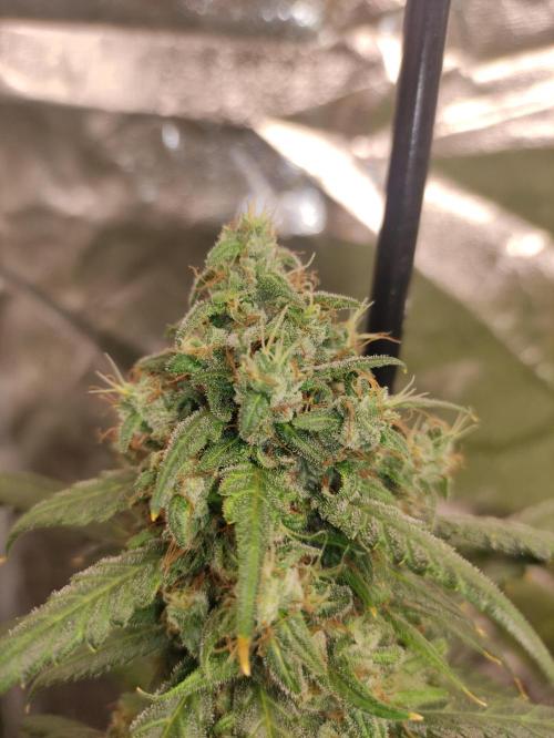 Delicious Cookies Auto. Week 9