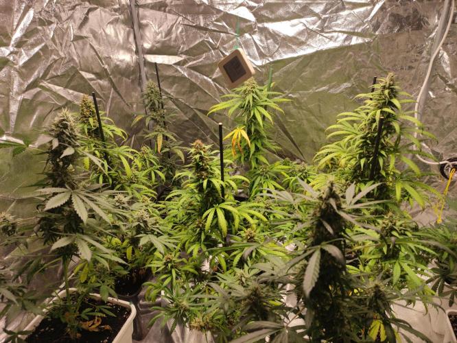 Delicious Cookies Auto. Week 9