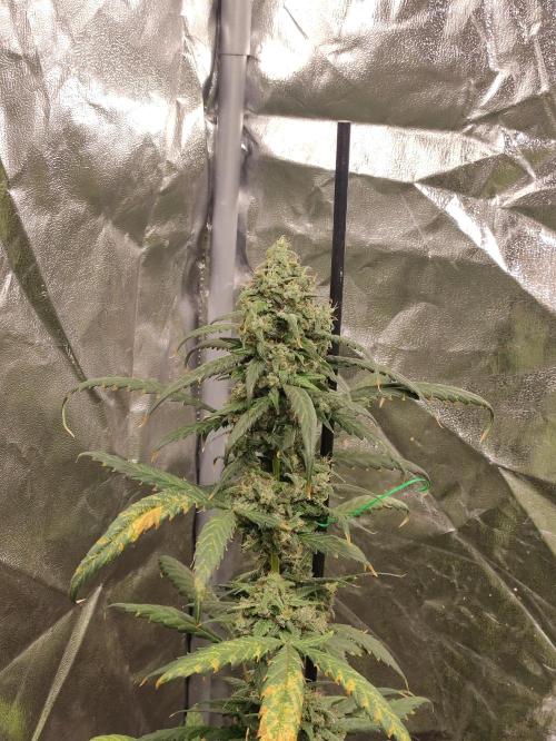 Delicious Cookies Auto. Week 9