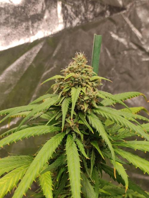 Delicious Cookies Auto. Week 9