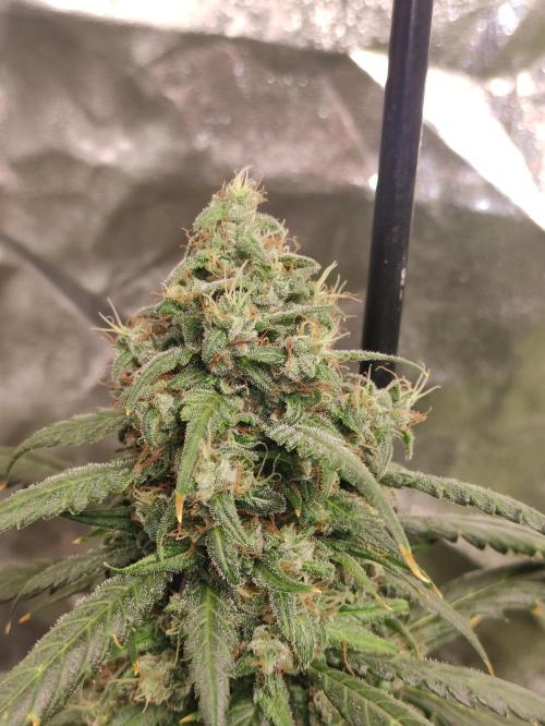 Delicious Cookies Auto. Week 9