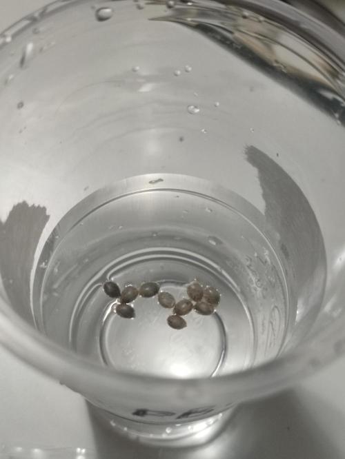 Pink Banana Runtz. Week 0