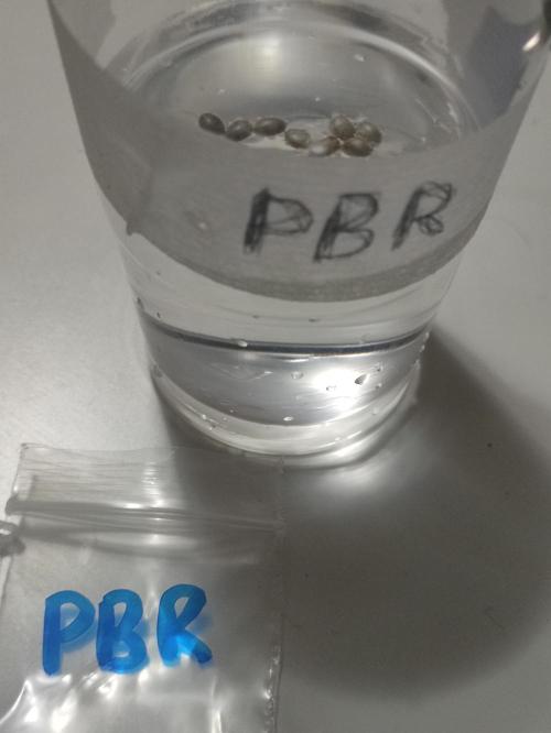 Pink Banana Runtz. Week 0