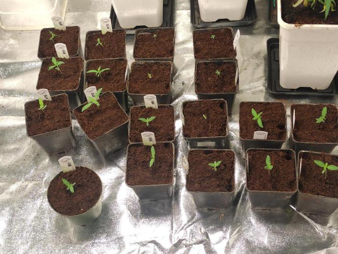 Pink Banana Runtz. Week 1