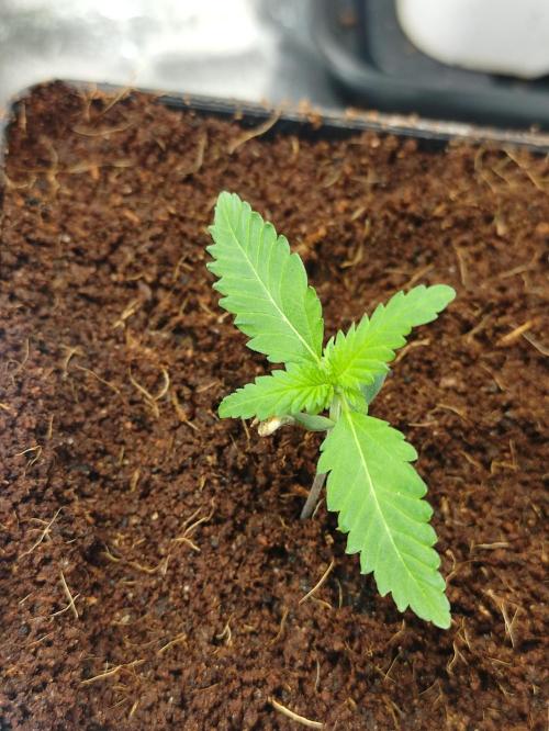 Pink Banana Runtz. Week 1