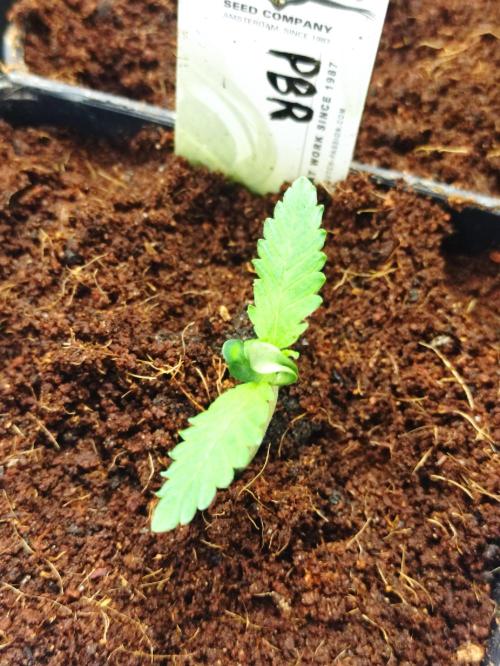 Pink Banana Runtz. Week 1