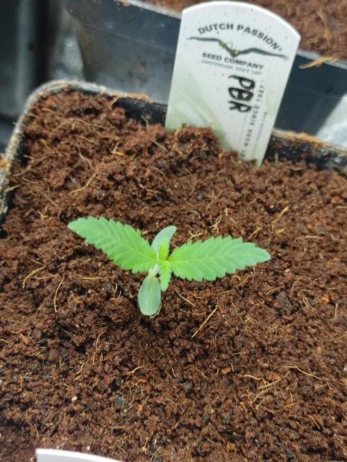 Pink Banana Runtz. Week 1