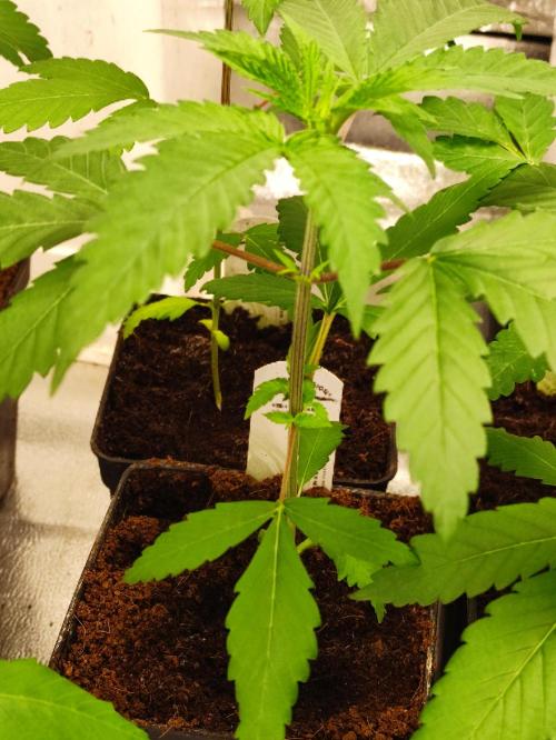 Pink Banana Runtz. Week 2