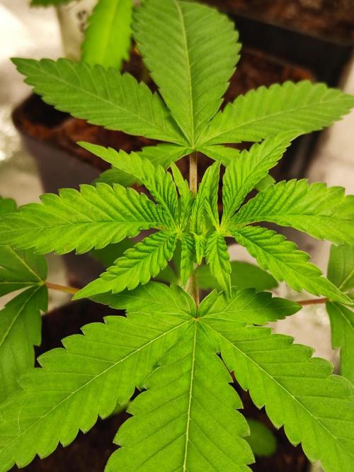 Pink Banana Runtz. Week 2