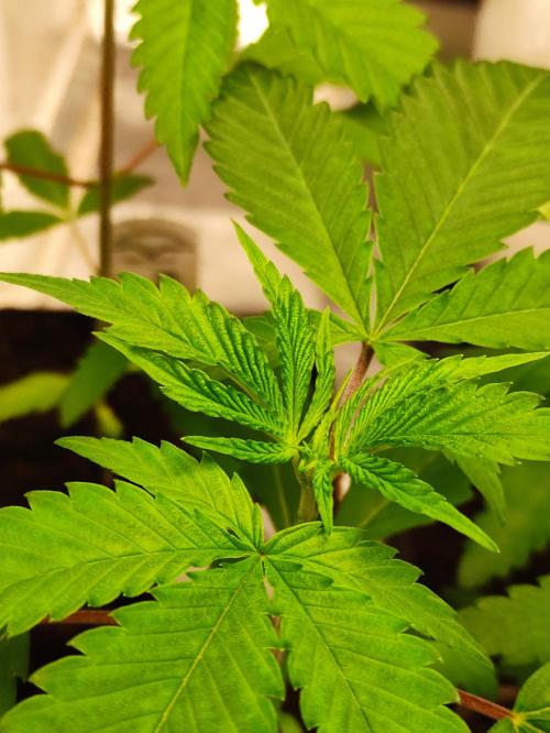 Pink Banana Runtz. Week 2