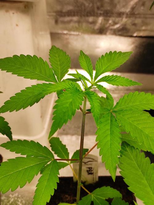 Pink Banana Runtz. Week 2