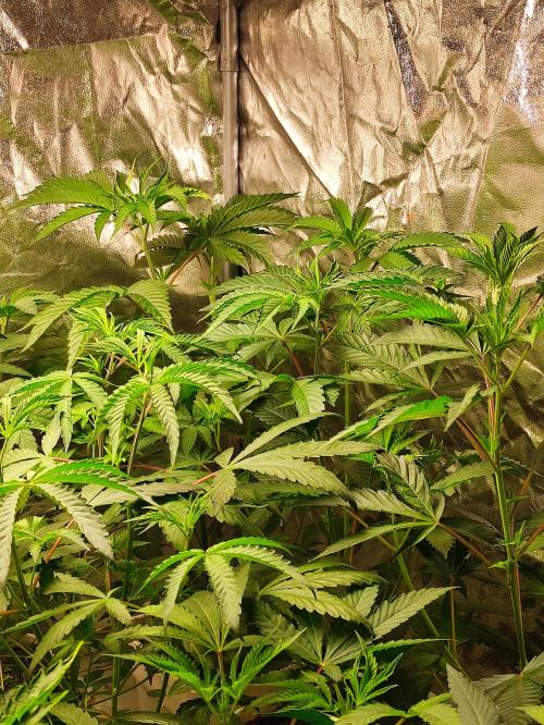 Frozen Biscotti. Week 5