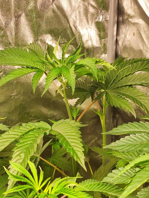 Frozen Biscotti. Week 5