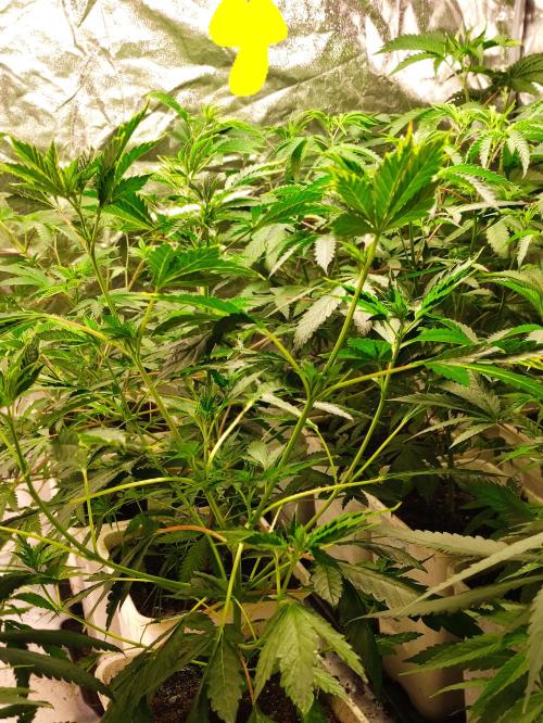 Red tropicana cookies. Week 5