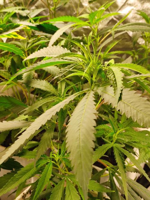 Red tropicana cookies. Week 5